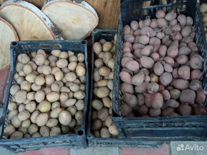 Семенной картофель