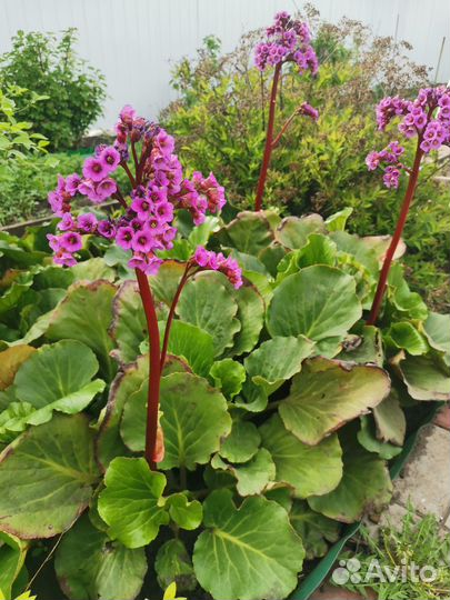 Растения цветы для сада