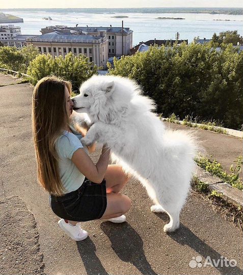 Передержка собак/кошек