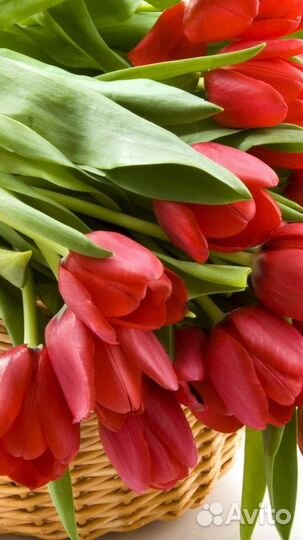 Тюльпаны опт