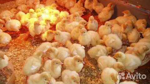 Индюшата Биг 6