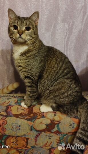 Няша ищет заботливые ручки