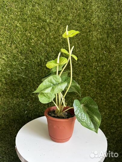 Искусственные цветы новые