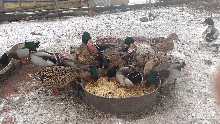 Дикие утки