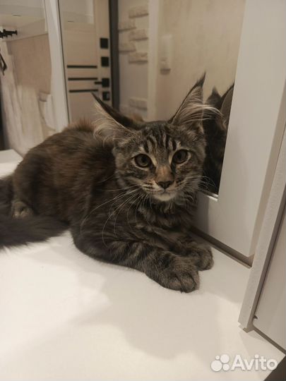 Кошечка майкун