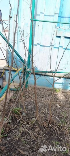 Фундук., грецкий орех