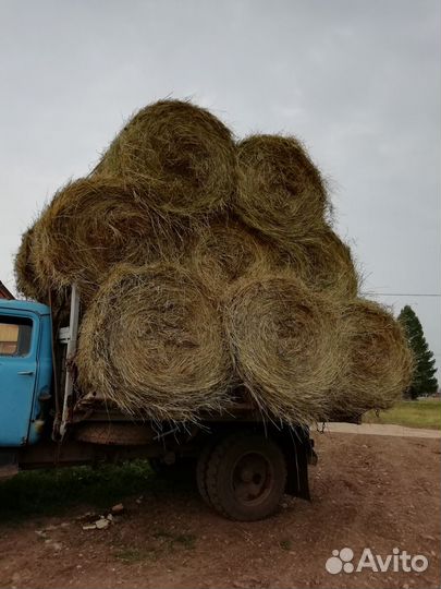 Продам сено в рулонах 250 кг