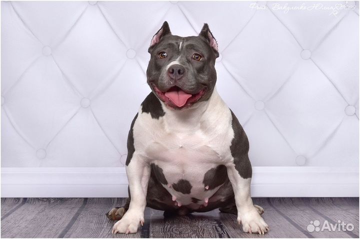 Щенок Американский Булли