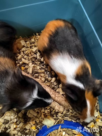 Морские свинки