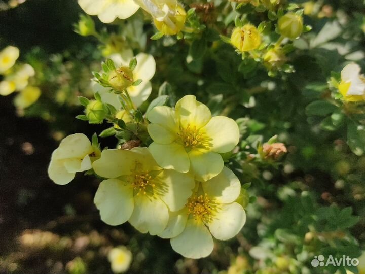 Лапчатка кустарниковая