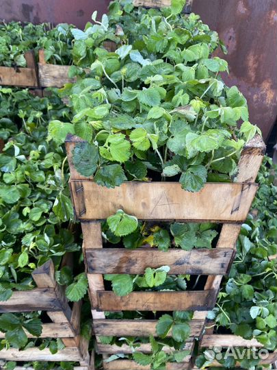 Рассада клубники