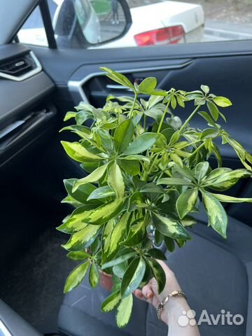 Шефлера вариегатная