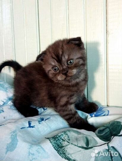 Шотландские котята