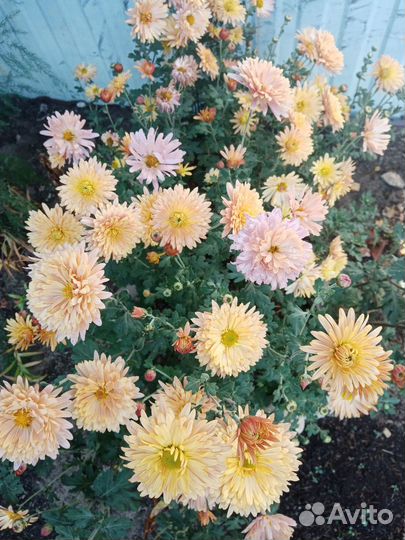 Хризантемы