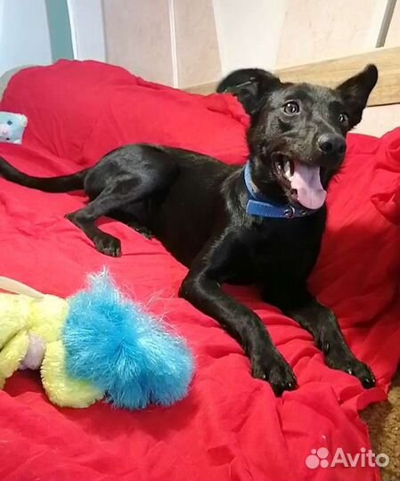 Малорослая собачка в добрые руки