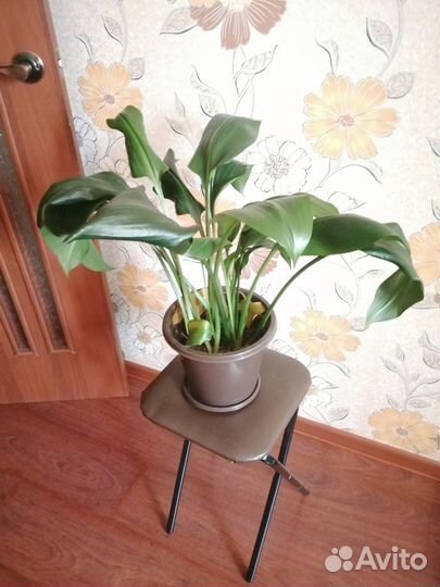 Эухарис амазонская лилия