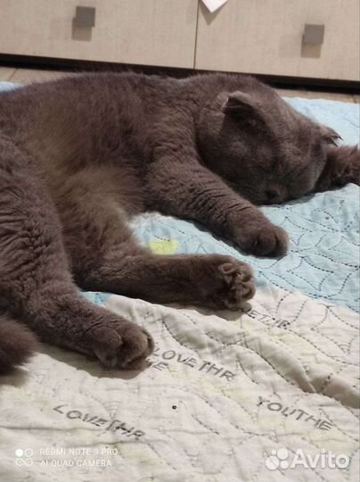 Британская