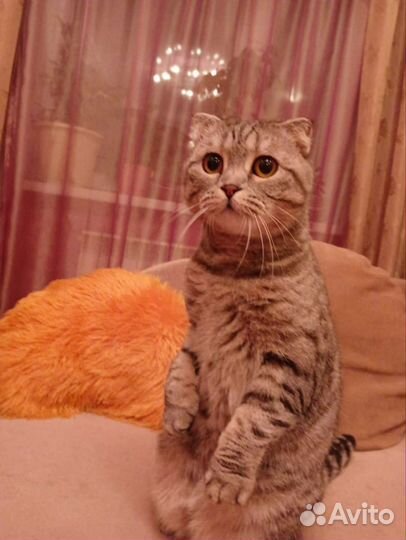 Шотландская кошка в дар