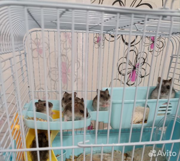 Джунгарский хомяк