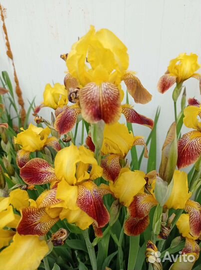 Многолетние цветы