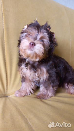 Шоколадный йорк