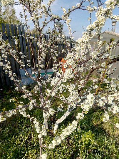 Участок 8 сот. (СНТ, ДНП)