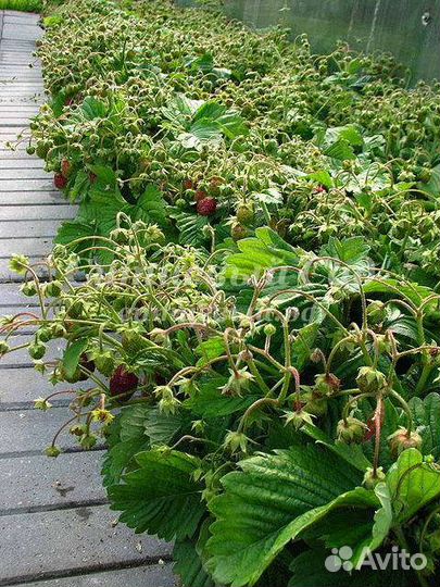 Земклуника Пенелопа