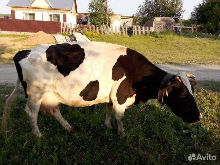 Корова, телята, бык