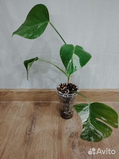 Монстера Альба Вариегатная