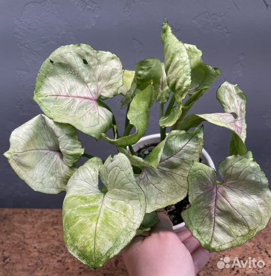 Сингониум ред ями (тай)