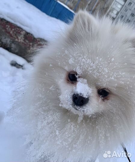 Вязка шпиц