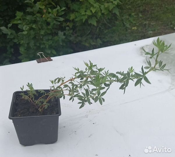 Курильский чай лапчатка