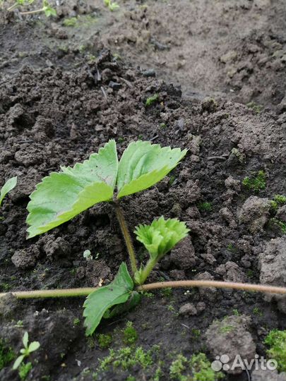 Рассада клубники