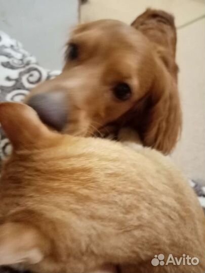 Котята в добрые руки мальчики