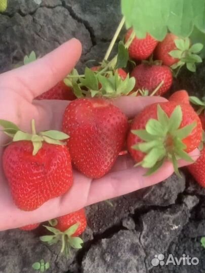 Саженцы клубники Сибилла