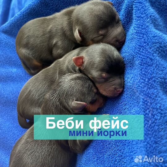 Беби фейс мини