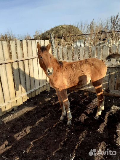 Продоется жеребенок