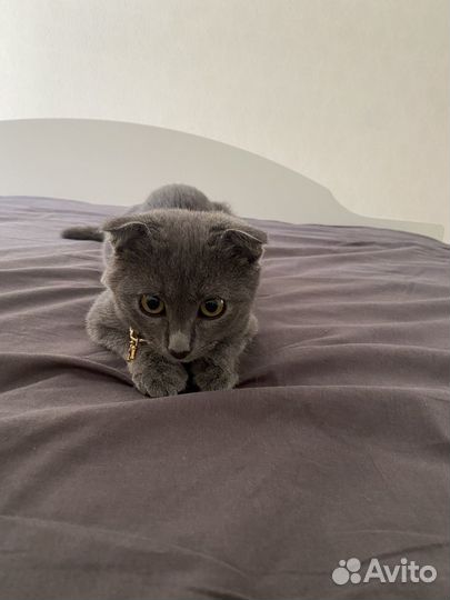 Британская кошка в дар