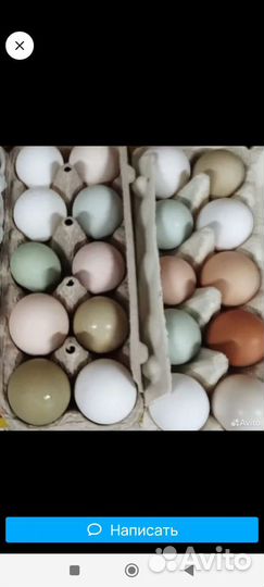 Яйца инкубационные от кур несушек цветное яйцо