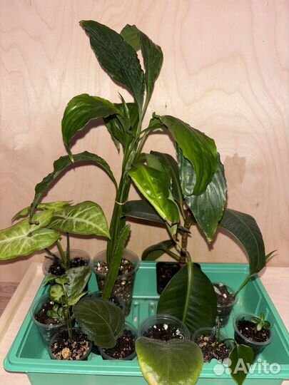 Набор домашних комнатных растений