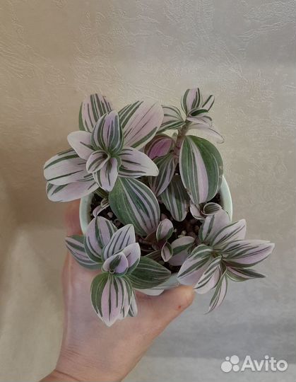 Традесканция Пинк Хилл