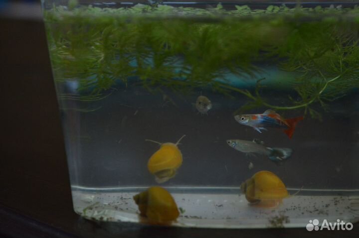 Аквариумные рыбки/улитки