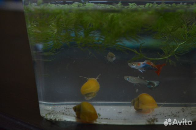 Аквариумные рыбки/улитки