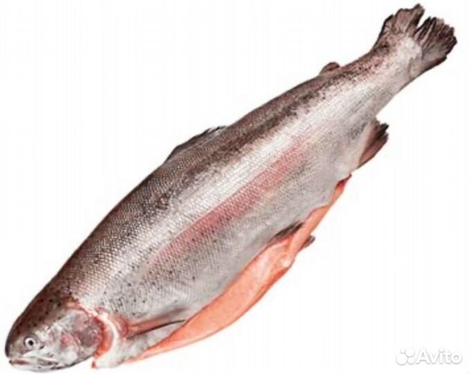 Форель радужная