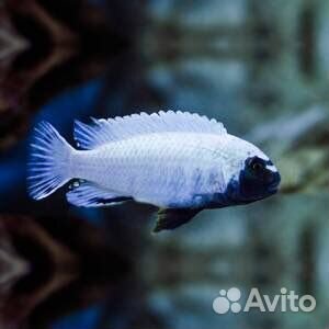 Малавийские цихлиды