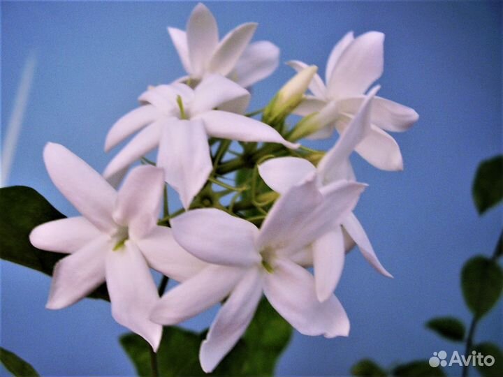 Продам жасмин комнатный