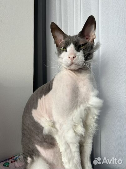 Домашняя передержка кошек