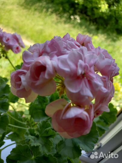 Герань пеларгония