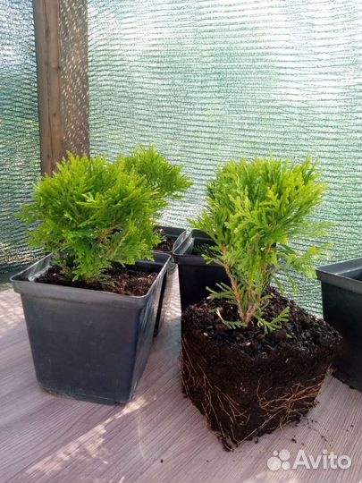 Туя шаровидная даника