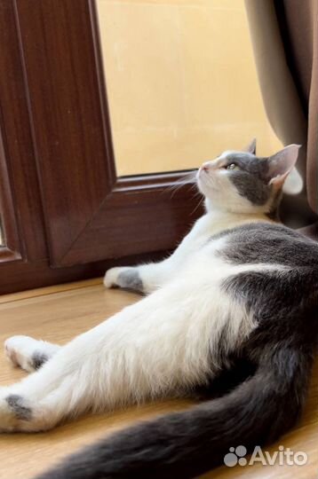 Кошечка в добрые руки